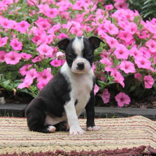 Sidney, Boston Terrier Puppy