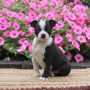 Sidney, Boston Terrier Puppy