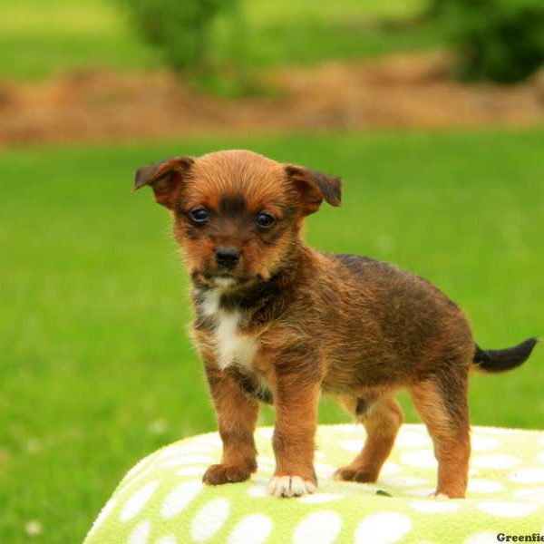 Silas, Yorkie Russell Puppy