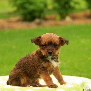 Silas, Yorkie Russell Puppy