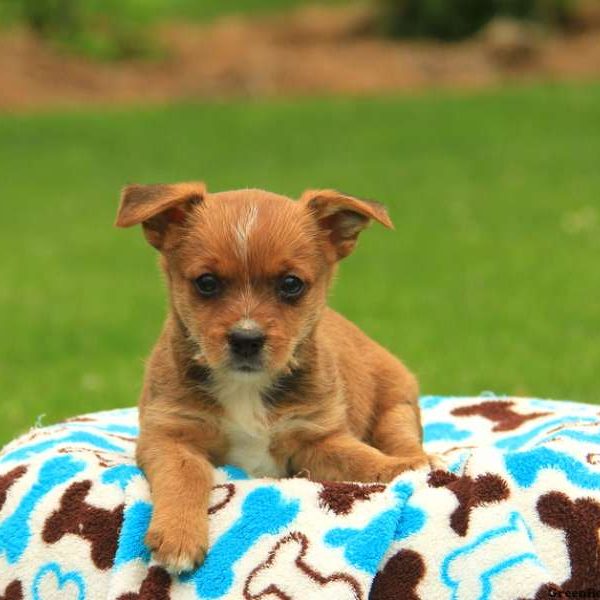 Skip, Yorkie Russell Puppy