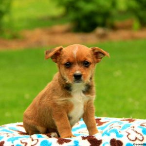 Skip, Yorkie Russell Puppy