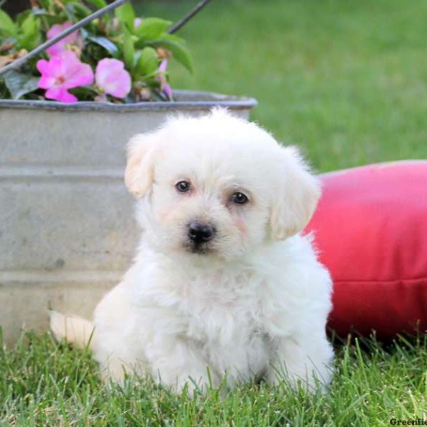 Skipper, Miniature Poodle Mix Puppy