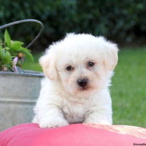 Skipper, Miniature Poodle Mix Puppy