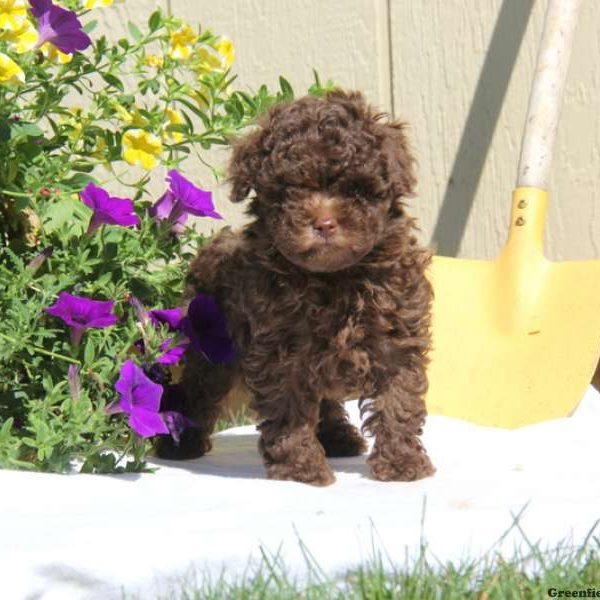 S’mores, Toy Poodle Puppy