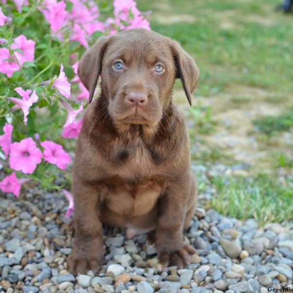 Snickerdoodle, Labrador Retriever-Chocolate Puppy