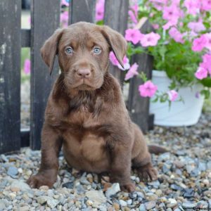 Snickerdoodle, Labrador Retriever-Chocolate Puppy