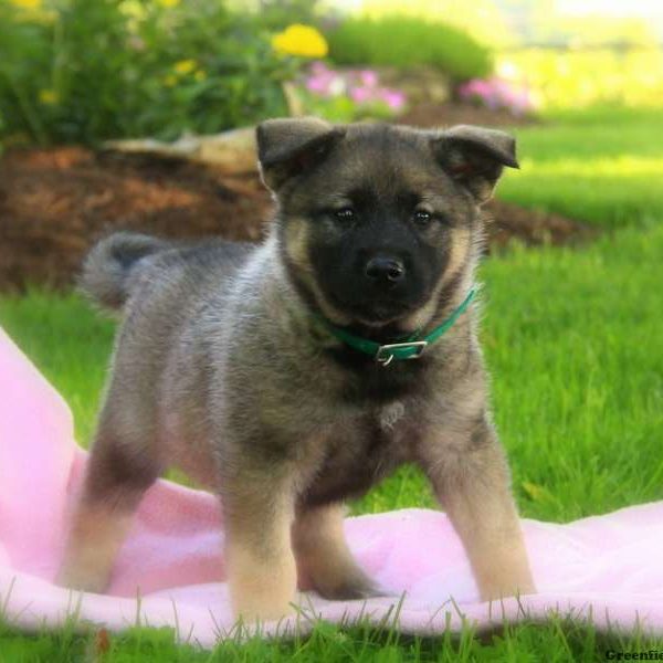 Snooki, Norwegian Elkhound Puppy