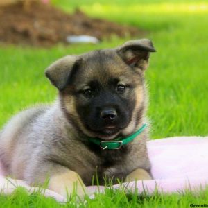 Snooki, Norwegian Elkhound Puppy