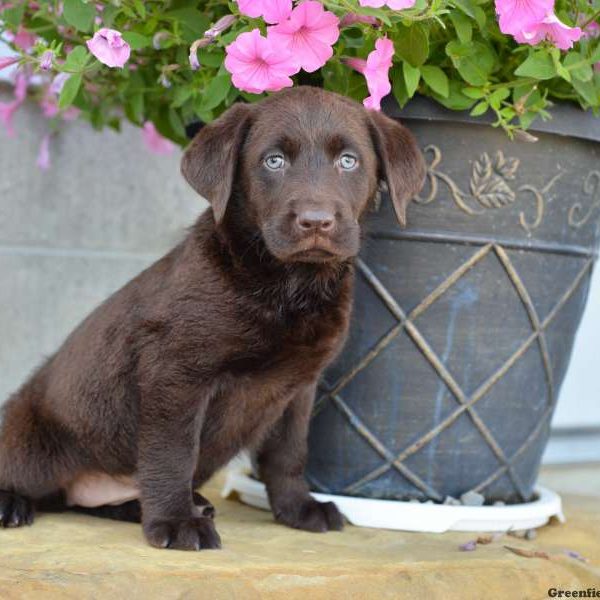 Sophie, Labrador Retriever-Chocolate Puppy