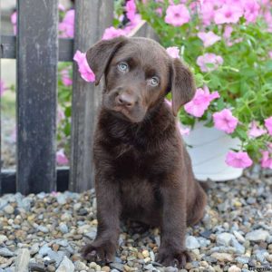 Sophie, Labrador Retriever-Chocolate Puppy