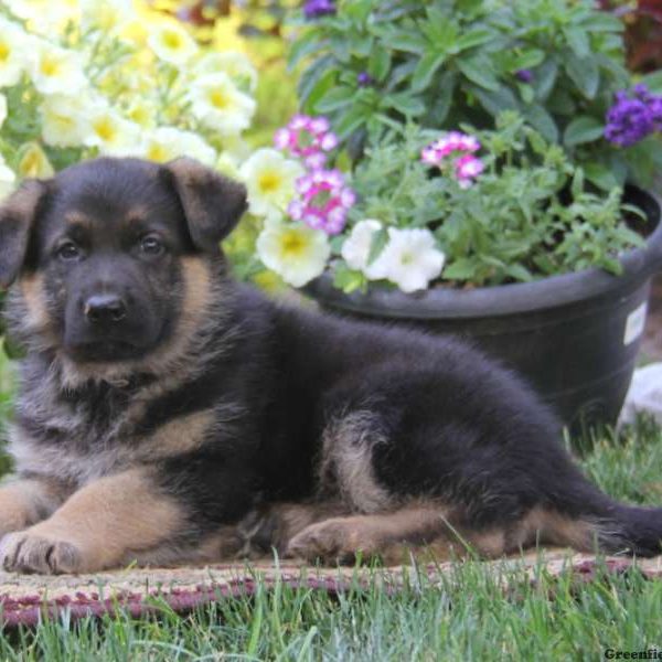 Sparky, German Shepherd Puppy