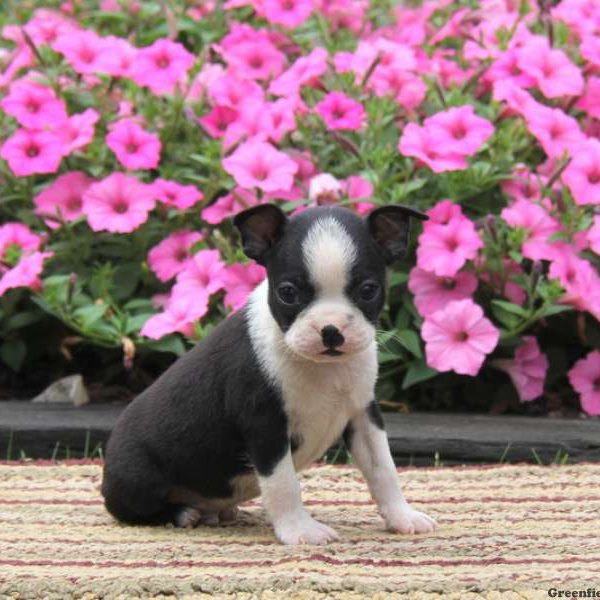 Sparky, Boston Terrier Puppy