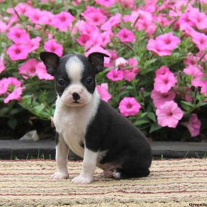 Sparky, Boston Terrier Puppy