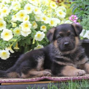 Sparky, German Shepherd Puppy