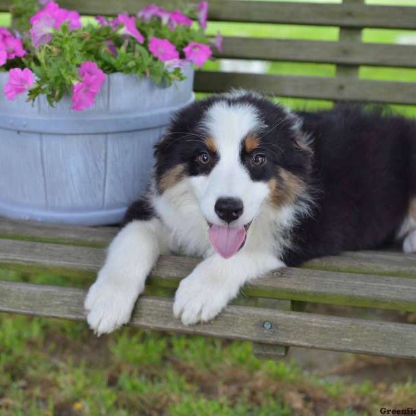 Spinner, Australian Shepherd Puppy