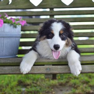 Spinner, Australian Shepherd Puppy