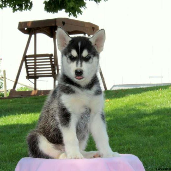 Stacey, Siberian Husky Mix Puppy