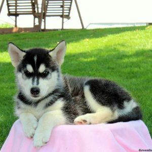 Stacey, Siberian Husky Mix Puppy