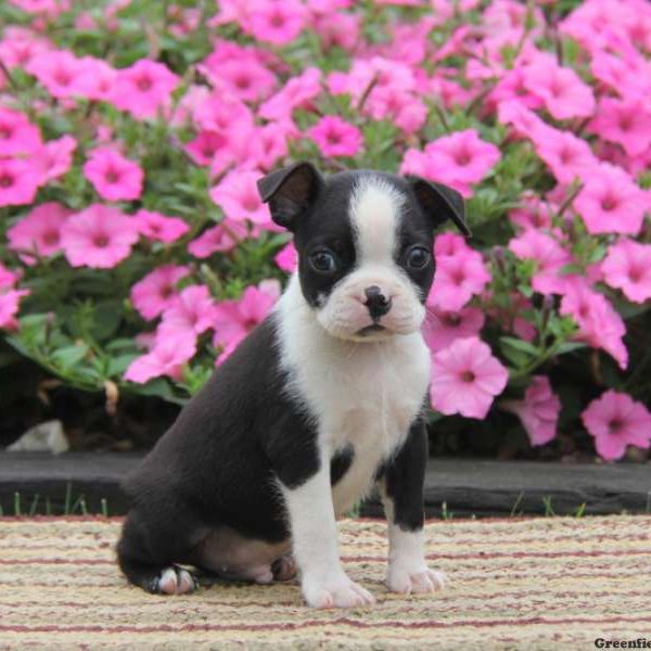 Star, Boston Terrier Puppy