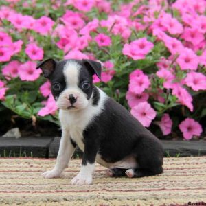 Star, Boston Terrier Puppy