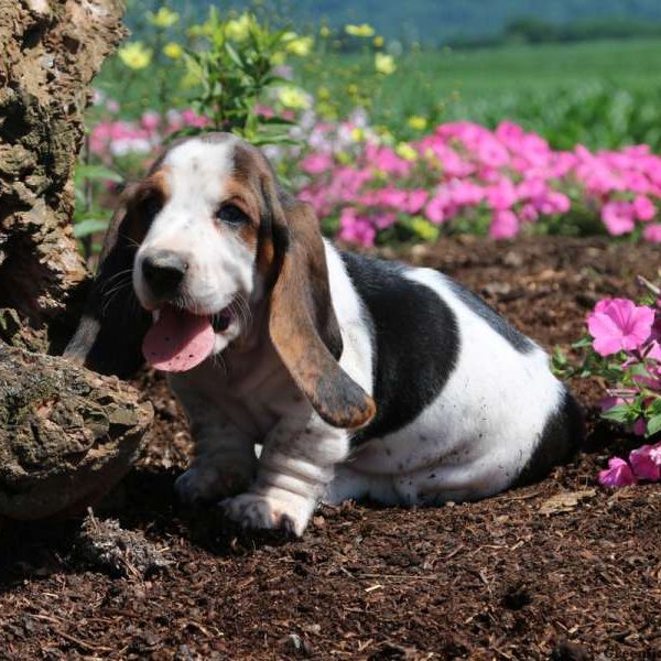 Starlight, Basset Hound Puppy