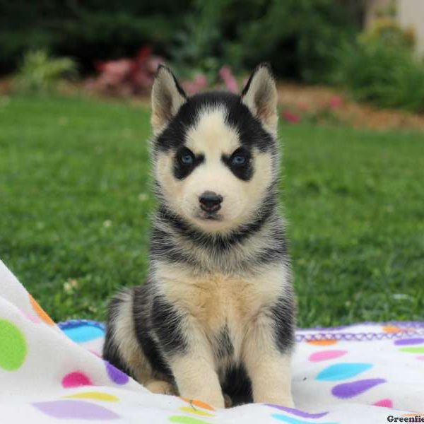 Stephanie, Siberian Husky Puppy