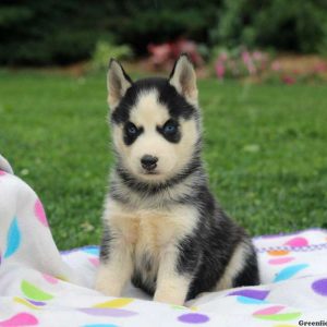 Stephanie, Siberian Husky Puppy