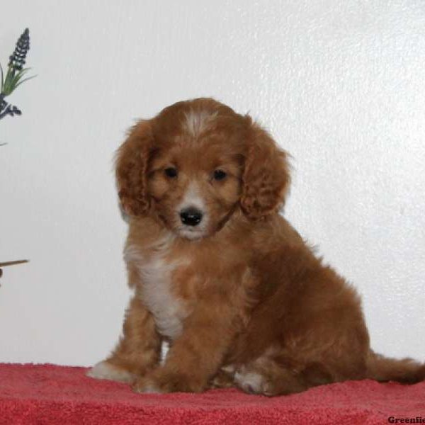 Stuart, Cavapoo Puppy