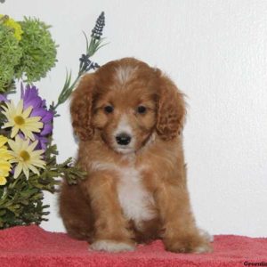 Stuart, Cavapoo Puppy