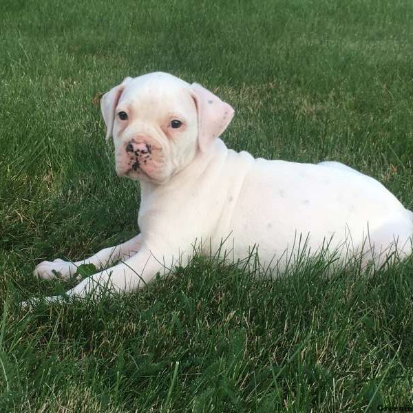 Sugar, American Bulldog Puppy