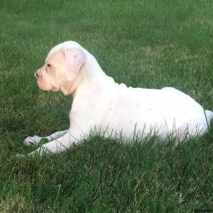 Sugar, American Bulldog Puppy