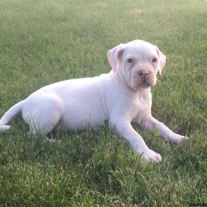 Sugar, American Bulldog Puppy