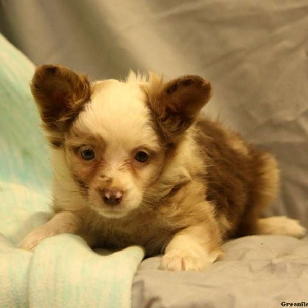 Tanya, Australian Shepherd-Toy Puppy