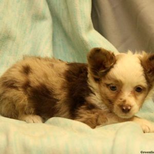 Tanya, Australian Shepherd-Toy Puppy