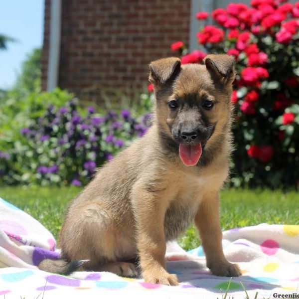 Tasha, German Shepherd Mix Puppy