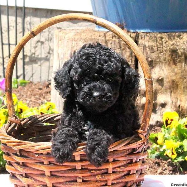 Tasha, Toy Poodle Puppy