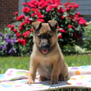 Tasha, German Shepherd Mix Puppy