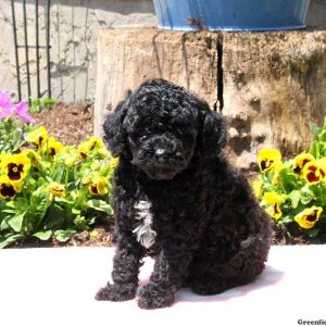 Tasha, Toy Poodle Puppy