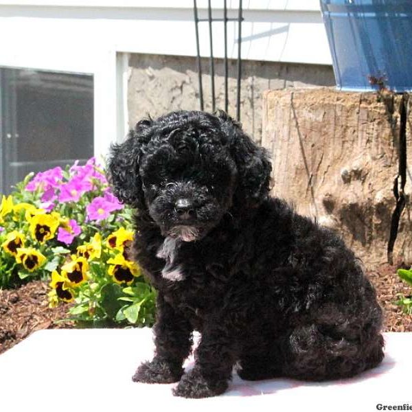 Teagan, Toy Poodle Puppy