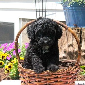 Teagan, Toy Poodle Puppy