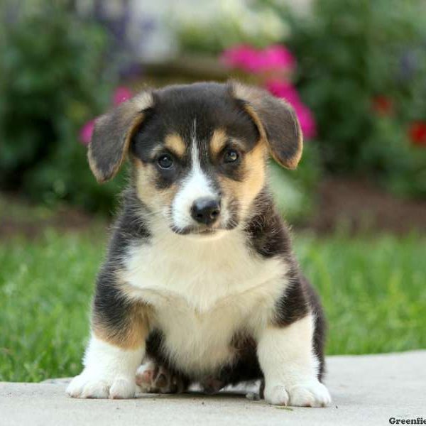 Teddy, Pembroke Welsh Corgi Puppy