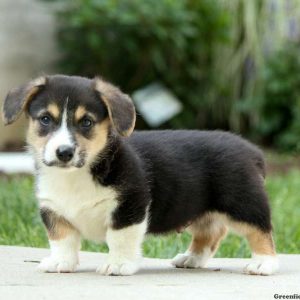 Teddy, Pembroke Welsh Corgi Puppy