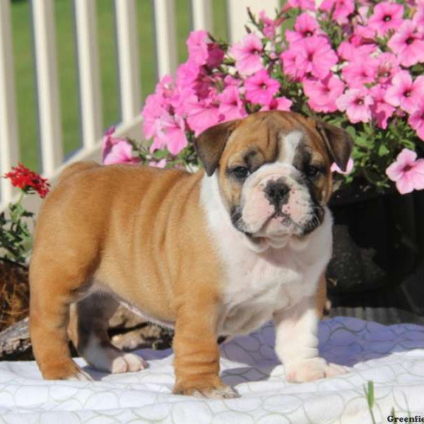 Teresa, English Bulldog Puppy