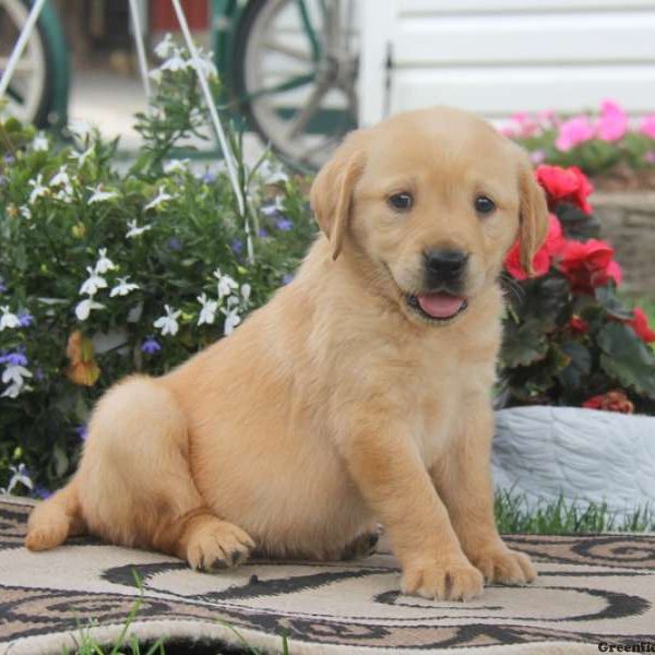 Teresa, Golden Labrador Puppy