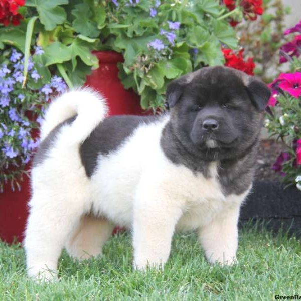 Teresa, Akita Puppy