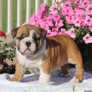 Teresa, English Bulldog Puppy