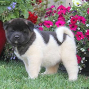 Teresa, Akita Puppy