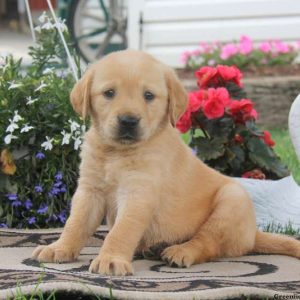 Teresa, Golden Labrador Puppy