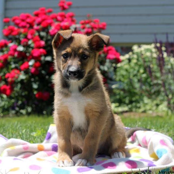 Tessa, German Shepherd Mix Puppy